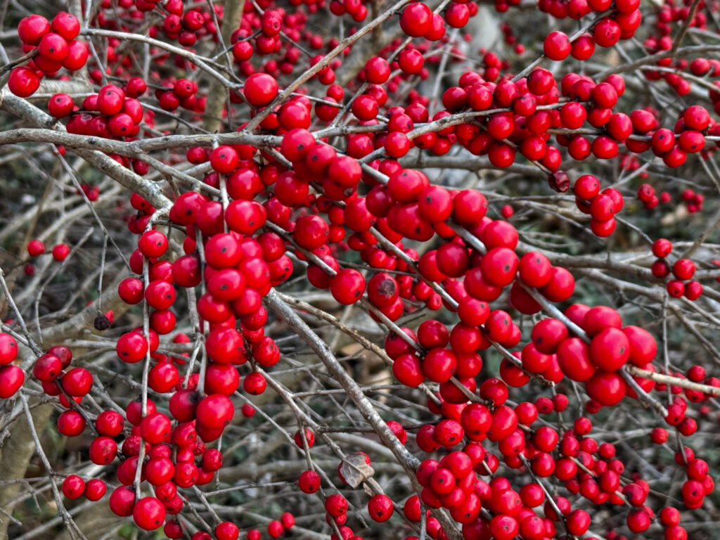 Bright red winterberries on bare branches.